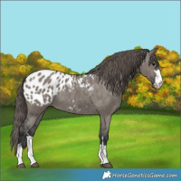 Horse Color:Grullo Appaloosa 