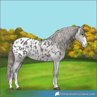 Horse Color:Grullo Appaloosa 