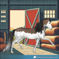 Horse Color:Brown Dun Splash 