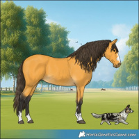 Horse Color:Buckskin 