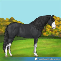 Horse Color:White Spotted Black