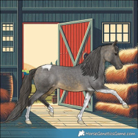 Horse Color:Buckskin Tobiano Appaloosa Rabicano 
