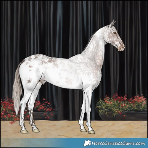 Horse Color:Liver Chestnut Sabino Appaloosa