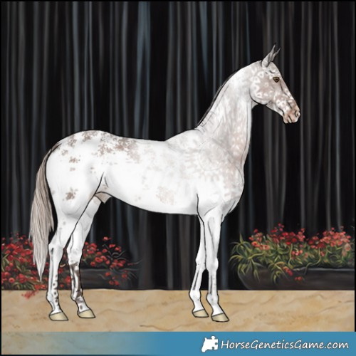 Horse Color:Liver Chestnut Sabino Varnish 
