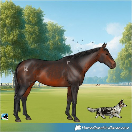 Horse Color:Bay Rabicano 
