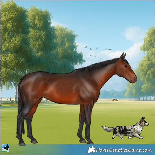 Horse Color:Bay Rabicano 