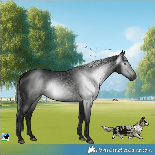 Horse Color:Gray White Spotted Black Rabicano 
