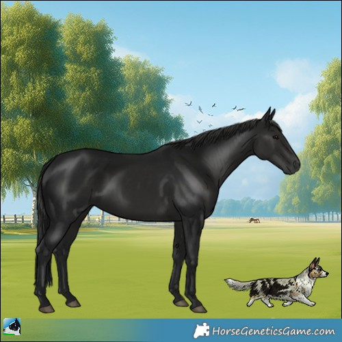 Horse Color:Gray White Spotted Black Rabicano