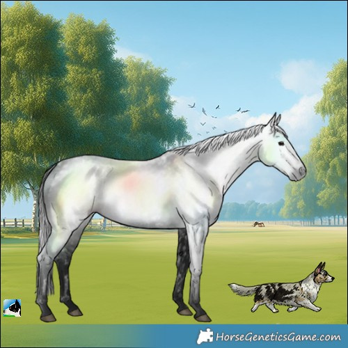 Horse Color:Gray White Spotted Black Rabicano 