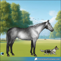 Horse Color:Gray White Spotted Black Rabicano