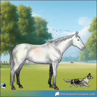 Horse Color:Gray White Spotted Black Rabicano 