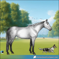Horse Color:Gray White Spotted Black Rabicano 