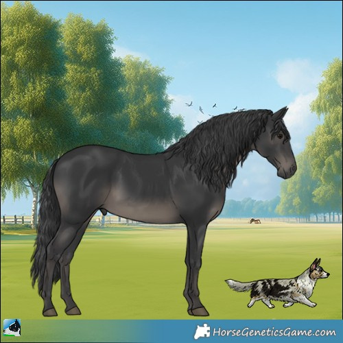 Horse Color:Black Rabicano 