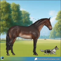 Horse Color:Brown Rabicano 