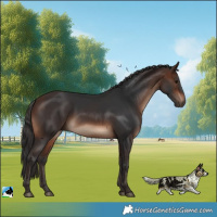 Horse Color:Brown Rabicano 