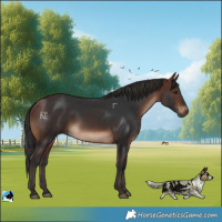 Horse Color:Brown Rabicano 