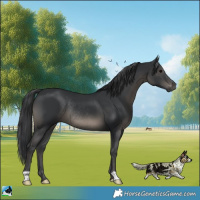 Horse Color:Black Rabicano 
