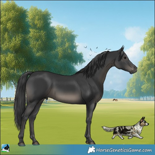 Horse Color:Black Rabicano 