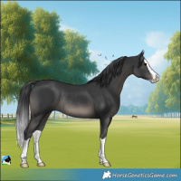 Horse Color:Black Splash Rabicano 