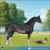 Horse Color:Black Splash Rabicano 