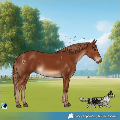 Horse Color:Chestnut Rabicano 