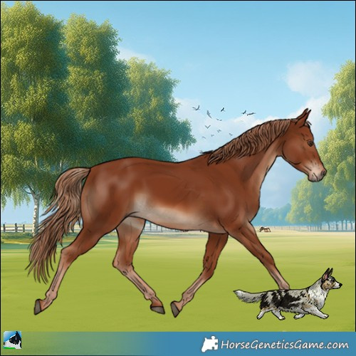 Horse Color:Chestnut Rabicano