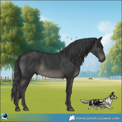 Horse Color:Black Rabicano 