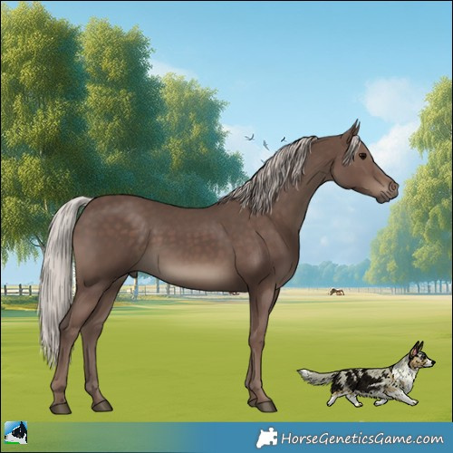 Horse Color:Silver Black Rabicano 