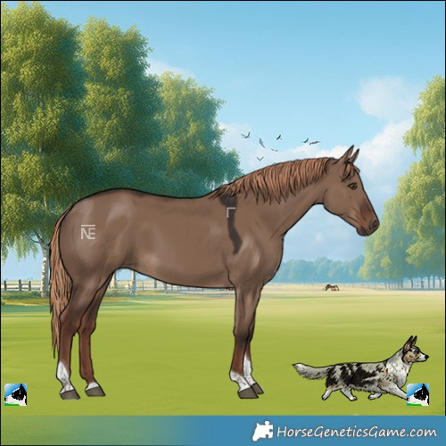 Horse Color:Liver Red Dun Tobiano
