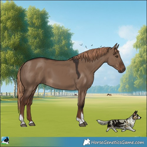 Horse Color:Liver Red Dun Tobiano