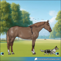 Horse Color:Liver Red Dun Tobiano 