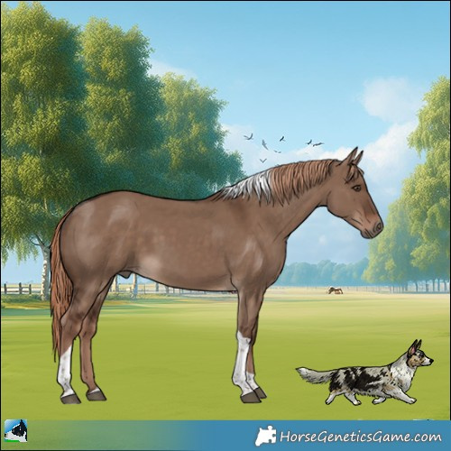 Horse Color:Unknown 