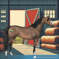 Horse Color:Bay Dun 