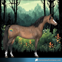 Horse Color:Bay Dun 