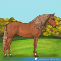 Horse Color:Chestnut 