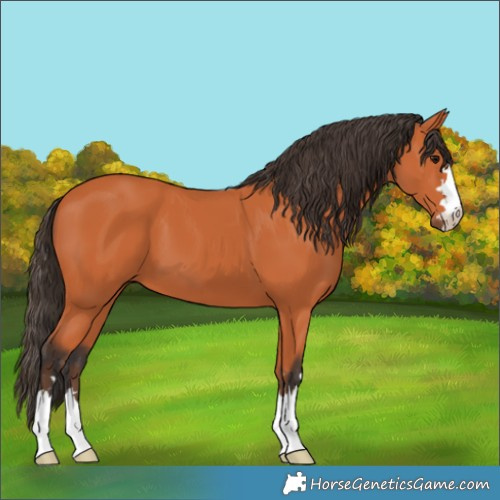 Horse Color:Bay 