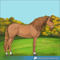 Horse Color:Chestnut 