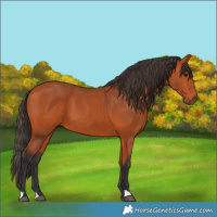 Horse Color:Bay 