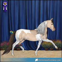 Horse Color:Bay Dun Tobiano 