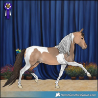 Horse Color:Bay Dun Tobiano 