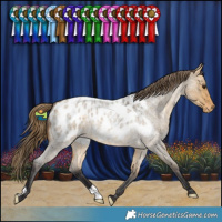 Horse Color:Buckskin Roan Dun Blanket 