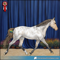 Horse Color:Buckskin Roan Dun Appaloosa 