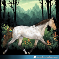 Horse Color:Buckskin Roan Dun Appaloosa