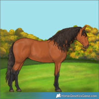 Horse Color:Bay 