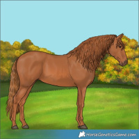 Horse Color:Chestnut 