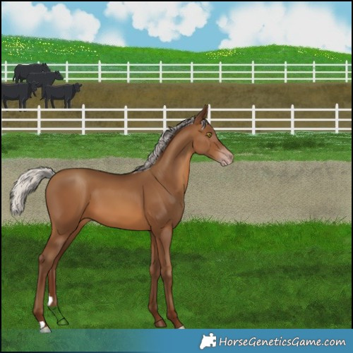 Horse Color:Gray Silver Sable Champagne 