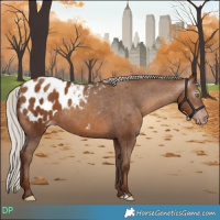 Horse Color:Gray Silver Sable Champagne Appaloosa