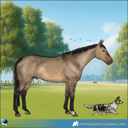 Horse Color:Gray Brown Dun Rabicano 