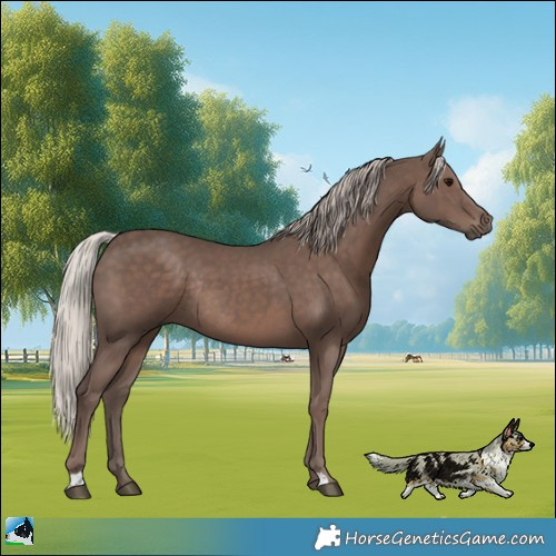Horse Color:Silver Black Rabicano