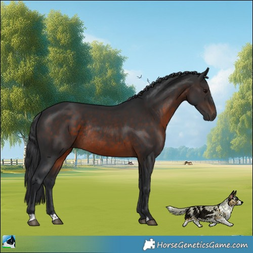 Horse Color:Brown Rabicano 